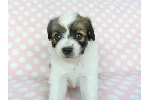 成約済の千葉県のパピヨン-99478の1枚目